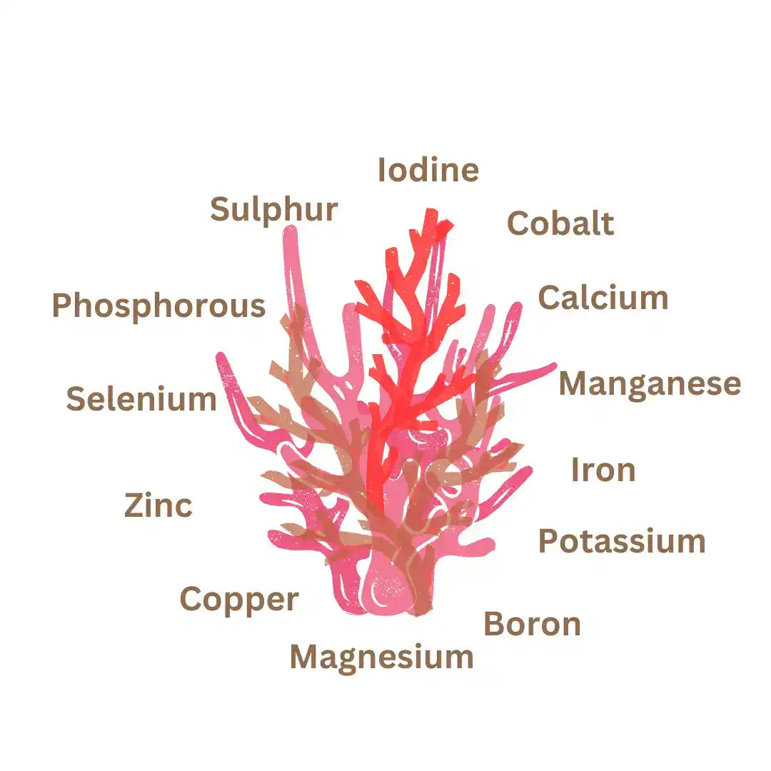 Calcium Hydroxyapatite