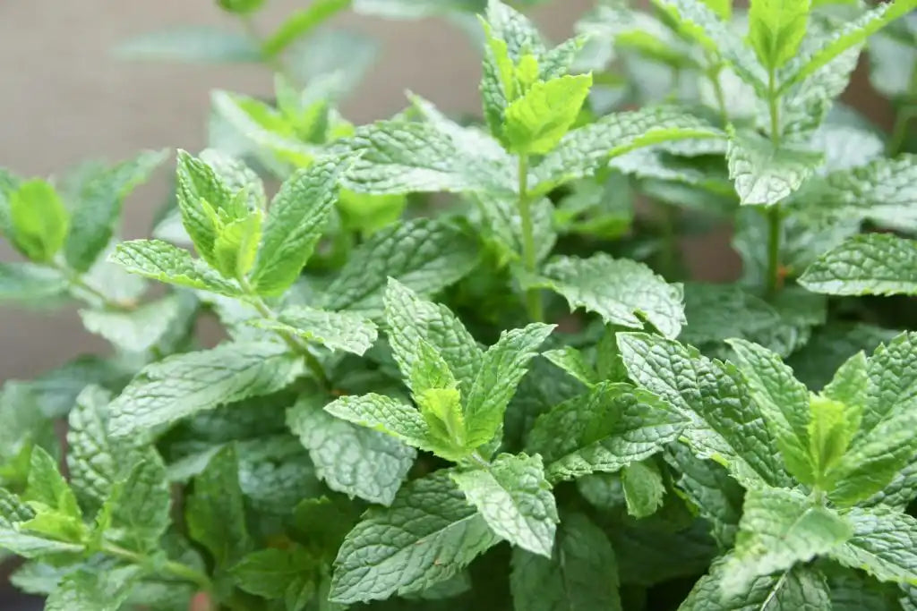 Lush green mint plant.