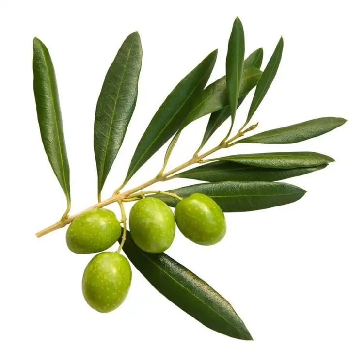 Fresh green olives attached to a branch with elongated leaves.